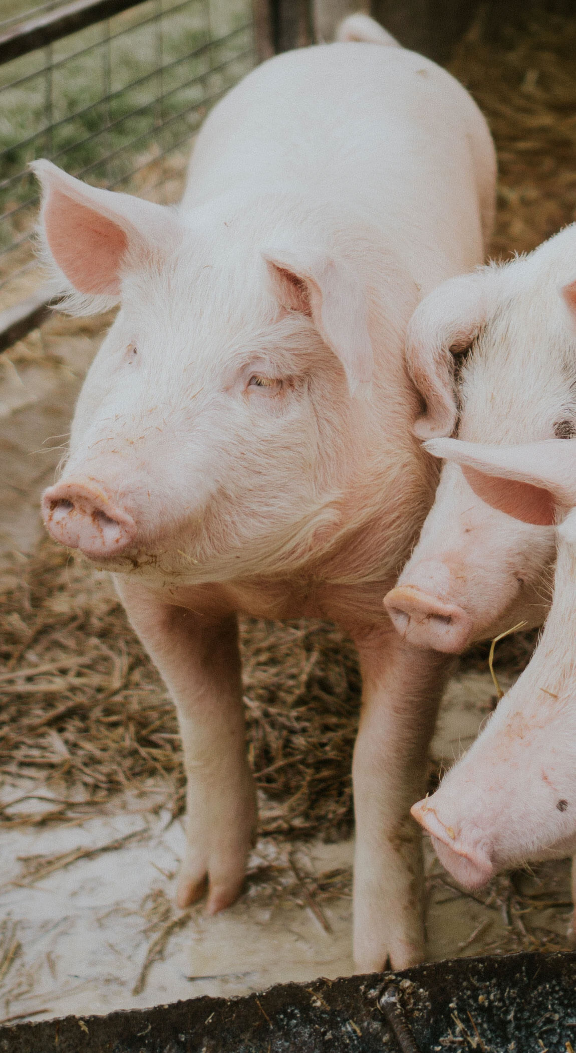 Pigs farm-pigs